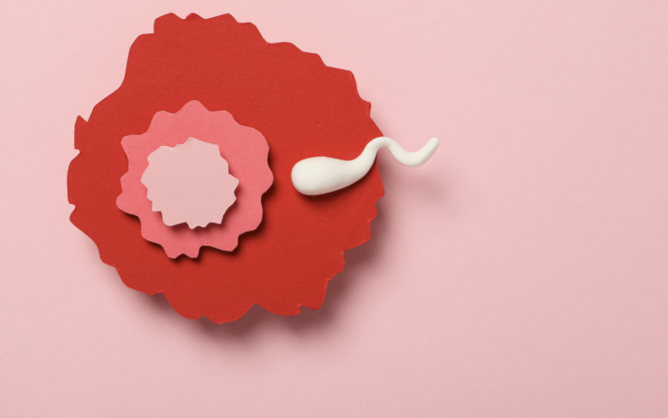 What to Know About IUI: Price, Process, & Success Rates