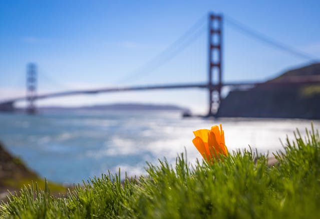 Image - pexels-robertkso-15809404.jpg