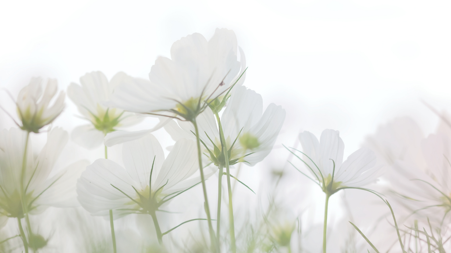 An overview of salpingitis, including inflammation of the fallopian tubes and how resulting tubal damage may affect fertility.