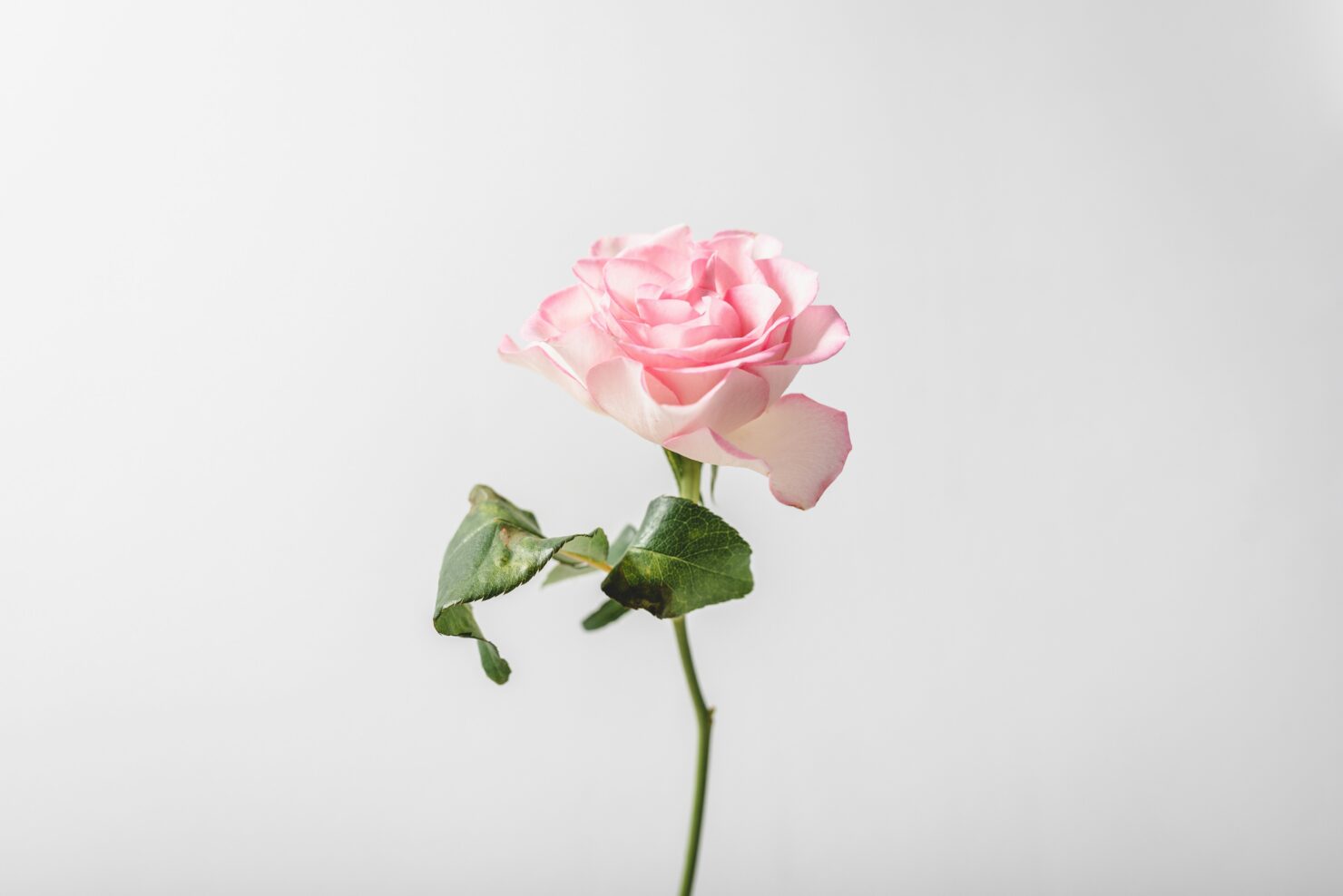 Spring Fertility Bryant Park IVF care for patients from West Village, New York City